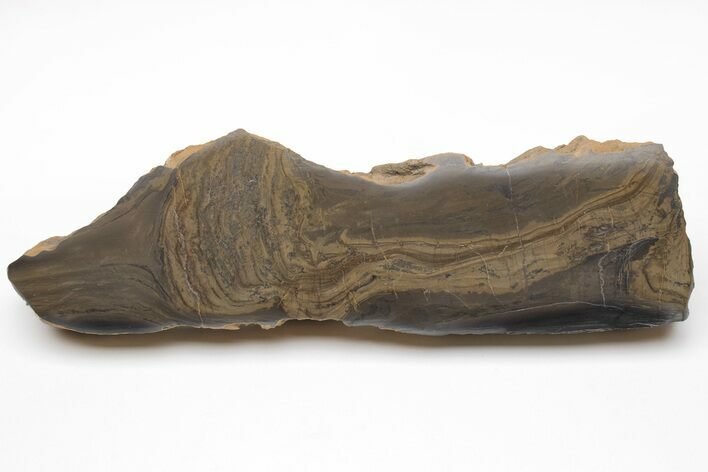 Devonian Stromatolite Slice - Orkney, Scotland #207388